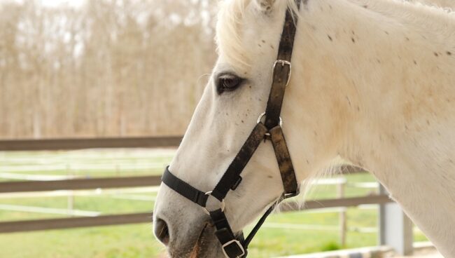 FFE : Les origines de l’équitation
